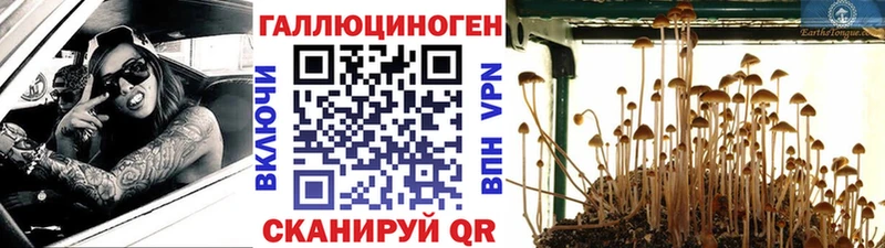 Псилоцибиновые грибы Psilocybine cubensis  Новокузнецк 